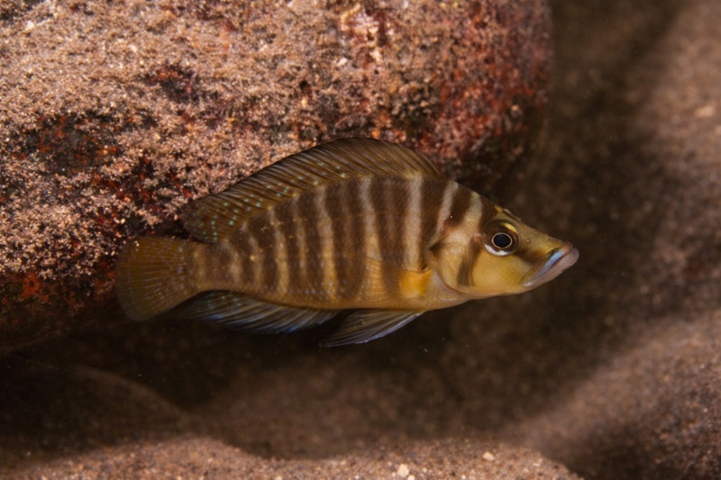 Altolamprologus compressiceps 'Mbita Island'